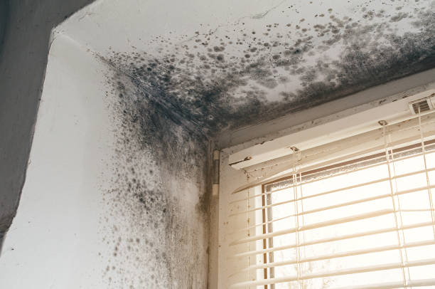 Trusted Basement Mold Remediation service in Clearville, PA - Cheap Mold Removal