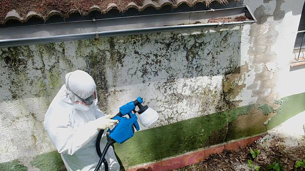 Trusted Black Mold Removal service in Clearville, PA - Cheap Mold Removal